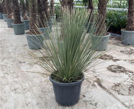 Dasylirion Longissimum