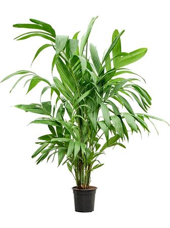 Areca Triandra