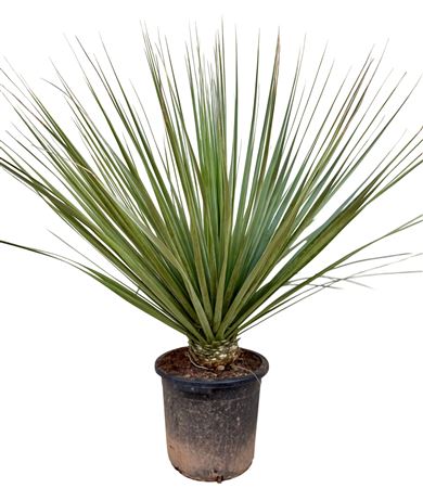 Nolina Nelsonii P35 Nolinels35