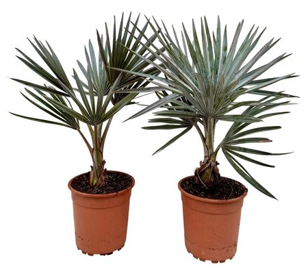Bismarkia Nobilis P21 Bismnob21