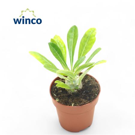 Pachypodium Saundersii