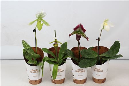 Paphiopedilum 1st Mix