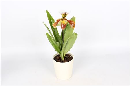 Paphiopedilum 1st Usa Mix White Ceramic