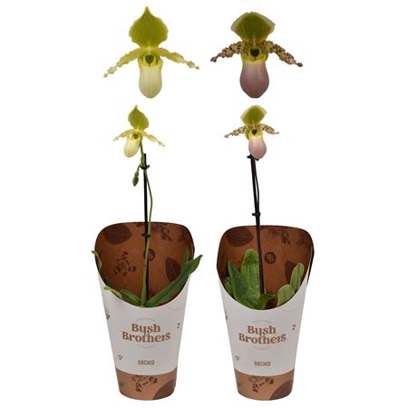 Paphiopedilum 1st Mix Xxl