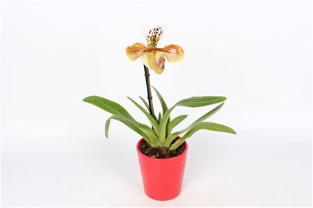 Paphiopedilum 1st Usa Mix In Red Ceramic