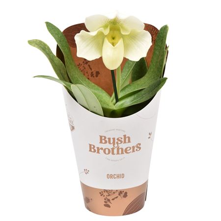 Paphiopedilum 1st Xxl White