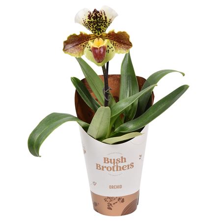 Paphiopedilum 1st U.s.a Flower In Potcover