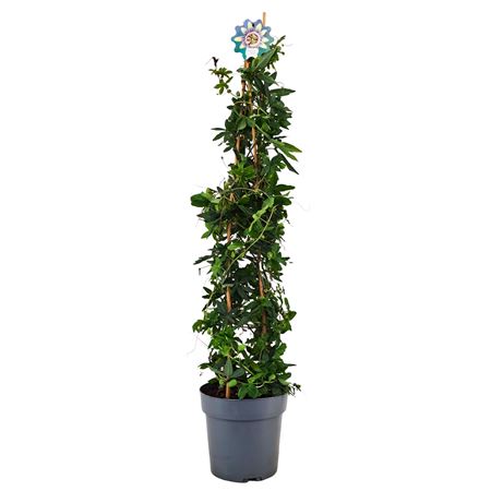 Passiflora Caerulea Pyramid
