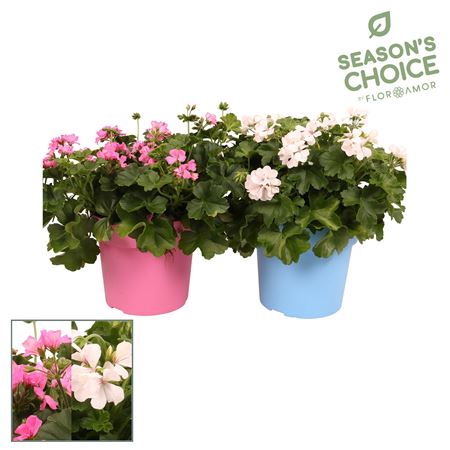 Pelargonium Marcade Mix