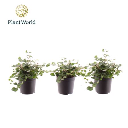 Pellaea Rotundifolia (decorum)