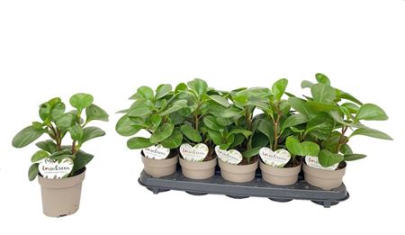 Peperomia Obtusifolia