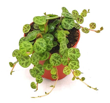 Peperomia String Of Turtle