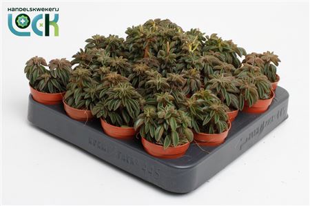 Peperomia Silver Spark Tanz