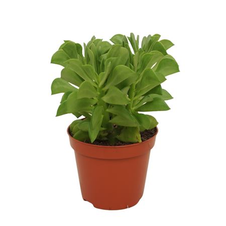Peperomia Dolabriformis