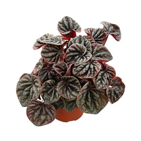 Пеперомия абрикос