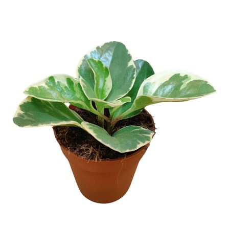 Пеперомия туполистная Variegata