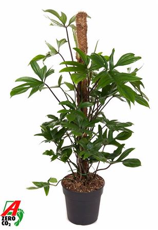 Philodendron Pedatum Mosstok