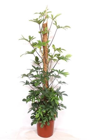 Philodendron Pedatum Mosspole