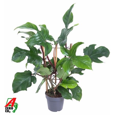 Philodendron Red Wonder On Reck