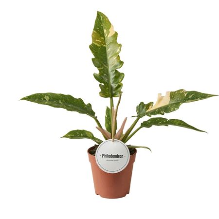 Philodendron Ring Of Fire