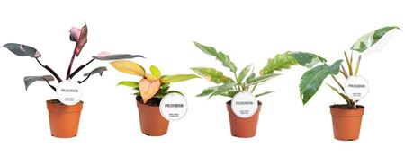 Philodendron Princess Mix