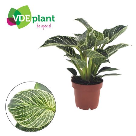 Philodendron Birkin