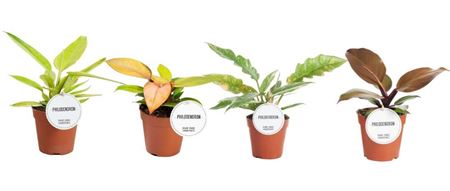 Philodendron Colour Mix