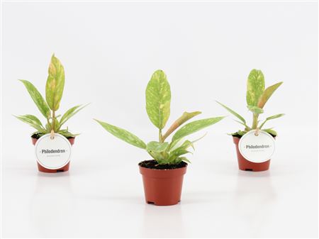 Philodendron Ring Of Fire