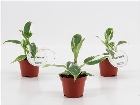 Philodendron White Princess