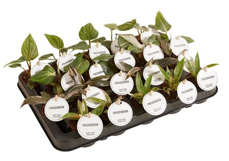 Philodendron Colour Mix