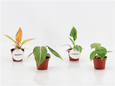 Philodendron Mix