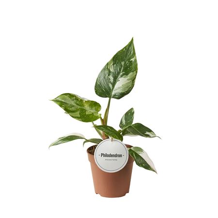 Philodendron White Princess