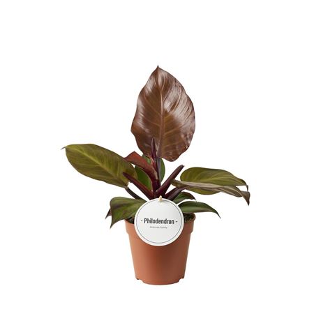 Philodendron Mccolley's Finale