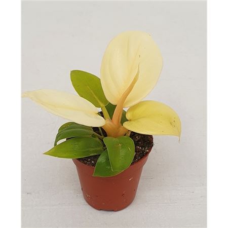 Philodendron Melinonii Gold