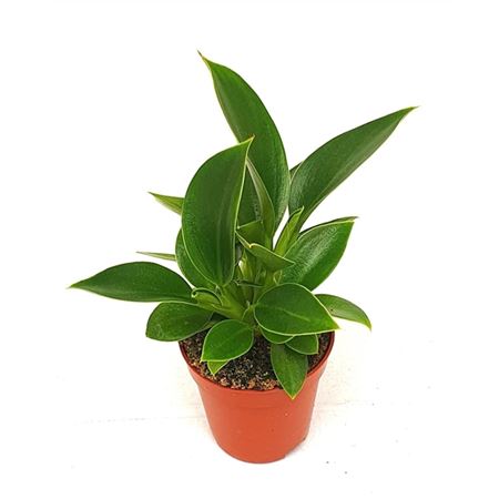 Philodendron Congo Apple