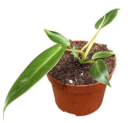 Philodendron Spiritus Sancti