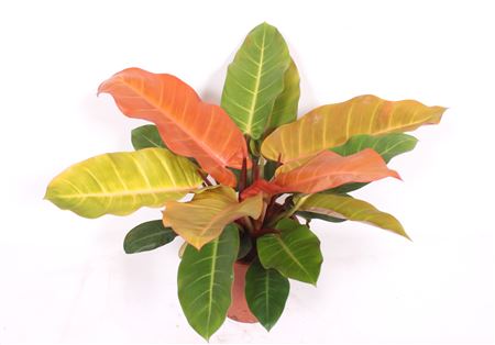 Philodendron Prince Orange.