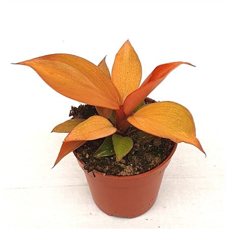 Philodendron Mccolleys Finale