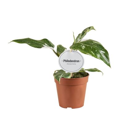 Philodendron White Princess B Grade