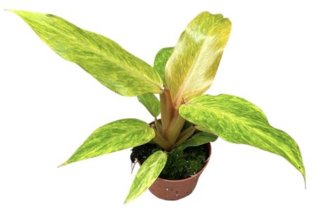 Philodendron Orange Marmelade