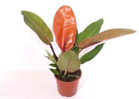 Philodendron Prince Orange.