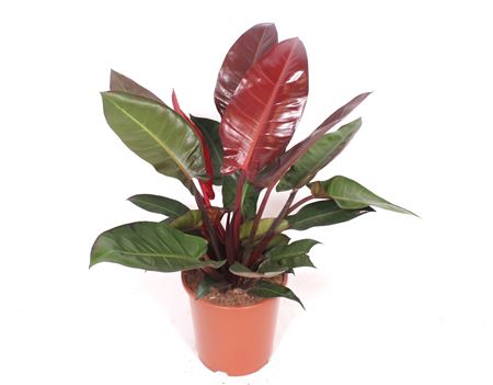 Philodendron Sun Red