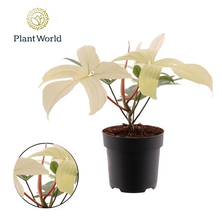 Philodendron Florida Ghost