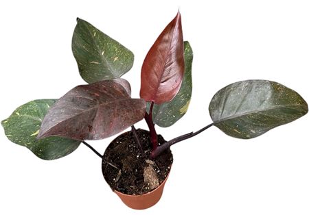 Philodendron Orange Princess