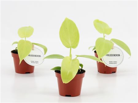 Philodendron Golden Violin