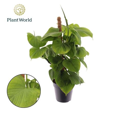 Philodendron Fibraecataphyllum Mosspole