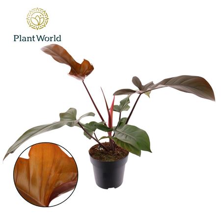 Philodendron Florida Bronze