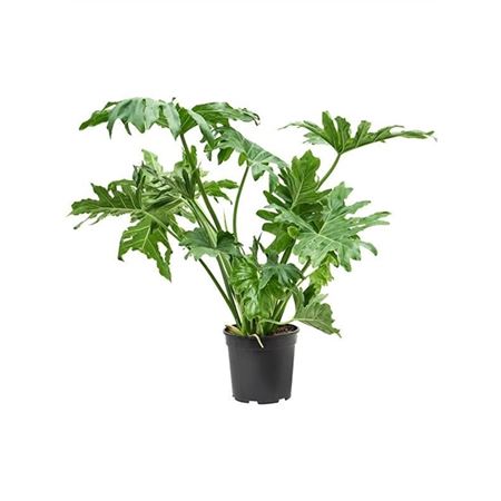 Philodendron Selloum