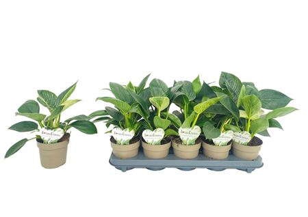 Philodendron White Wave