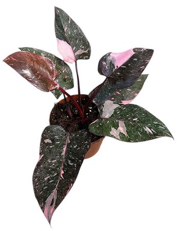 Philodendron Pink Princess Marble